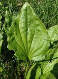 Plantago major