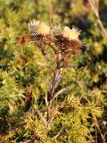 Carlina biebersteinii. Верхушка закончившего вегетацию плодоносящего растения, пробившегося через куст (стланик) Juniperus hemisphaerica. Краснодарский край, Туапсинский р-н, гора Семашхо (1035 м). 04.10.2020.