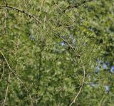 Caragana arborescens