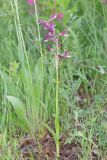 Anacamptis × gennarii hybrid subspecies orientecaucasica. Цветущее растение. Дагестан, Дербентский р-н, 3 км ЮЗ с. Геджух, луговая степь, среди кустарников. 6 мая 2022 г.