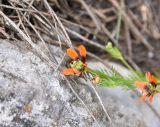 род Adonis. Верхушка цветущего растения. Республика Ингушетия, Джейрахский р-н, окр. ур. Керой, выс. 1600 м н.у.м., рядом с башней Керой, луг. 19 июня 2022 г.