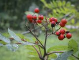 Sorbus decora. Соплодие. Москва, ГБС, дендрарий. 15.09.2022.