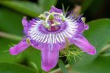 Passiflora foetida