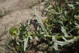 Cirsium ciliatum. Часть побега (вид на абаксиальную поверхность листьев). Кабардино-Балкария, Эльбрусский р-н, левый берег р. Баксан, окр. с. Былым, выс. 1100 м н.у.м., сухой остепнённый участок. 25 июля 2022 г.