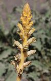 Orobanche owerinii. Соцветие. Дагестан, Лакский р-н, окр. с. Шовкра, сланцевая осыпь (паразитирует на Crepis sonchifolia). 22 июня 2021 г.