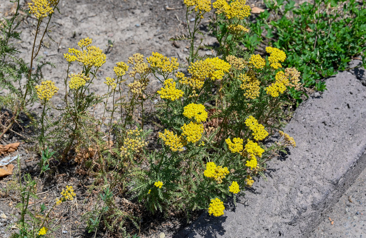 Изображение особи Achillea arabica.