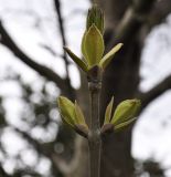 Fraxinus ornus