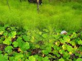 Equisetum telmateia