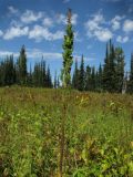 Aconitum sajanense. Верхушка плодоносящего растения. Красноярский край, Ермаковский р-н, природный парк \"Ергаки\", урочище \"Каменный Город\", субальпийский луг. 24.08.2011.