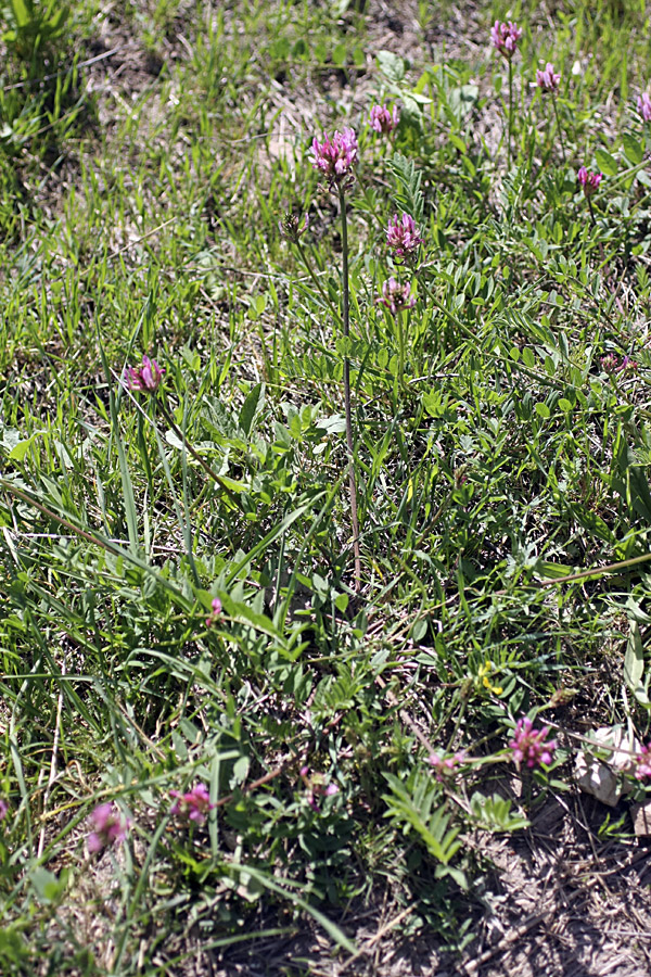 Изображение особи Astragalus platyphyllus.