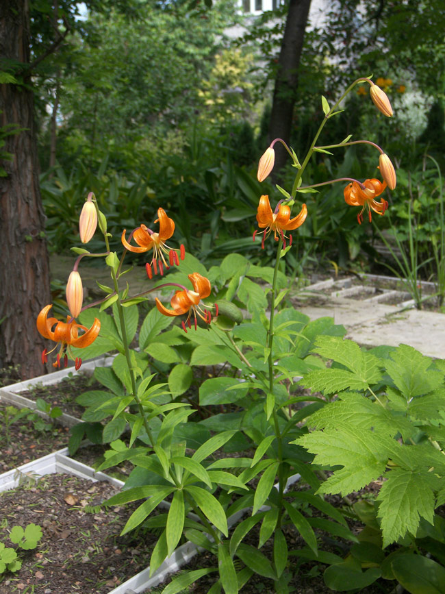 Изображение особи Lilium debile.