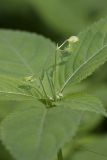 Impatiens parviflora