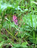 Lathyrus pisiformis