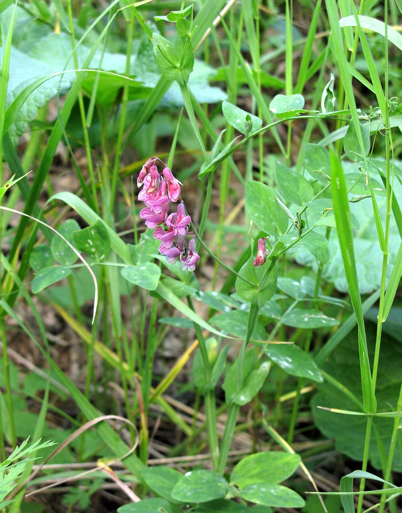 Image of Lathyrus pisiformis specimen.