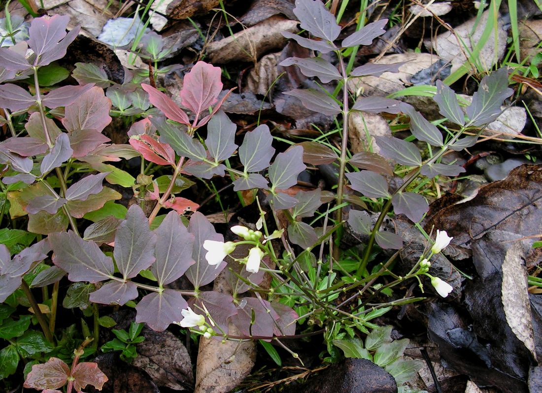 Изображение особи Cardamine prorepens.