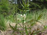 Melampyrum saxosum