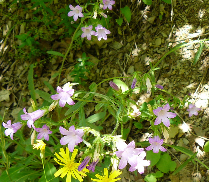 Изображение особи род Campanula.