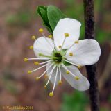 Prunus spinosa