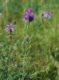 Centaurea scabiosa