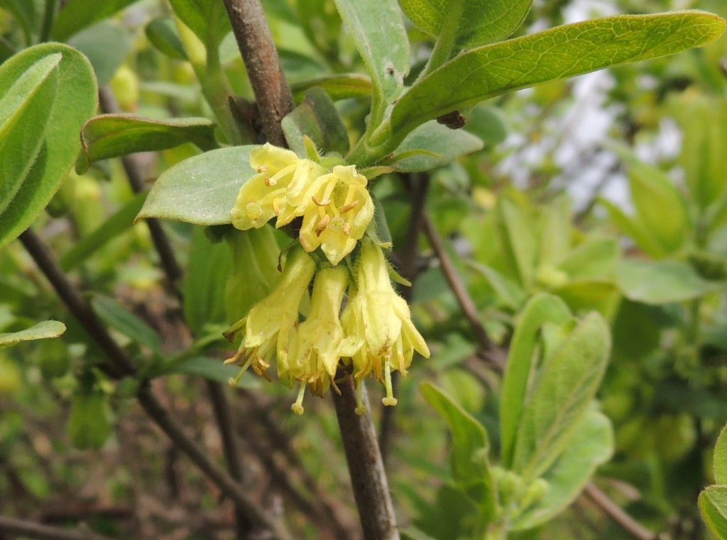 Изображение особи Lonicera edulis.