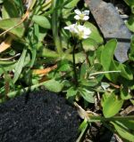 genus Draba