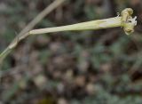 Silene bupleuroides