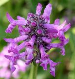 Betonica officinalis