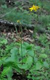 Ligularia calthifolia. Цветущее растение. Приморье, Сихотэ-Алинский заповедник, бухта Голубичная, дубово-берёзовый лес. 06.08.2012.