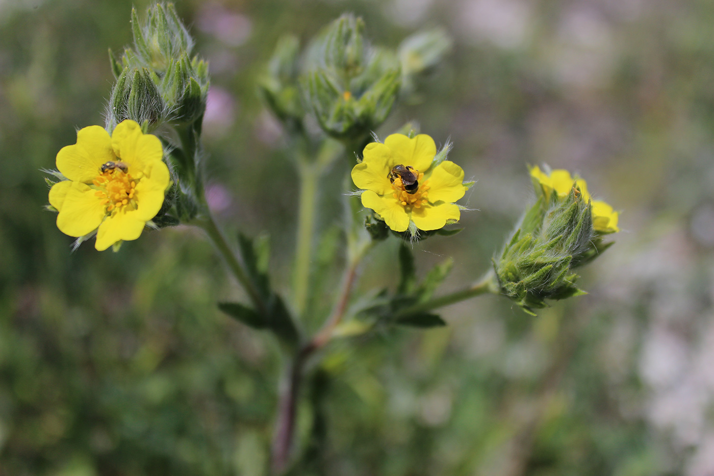 Изображение особи Potentilla recta.