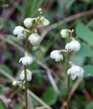 Pyrola chlorantha. Соцветия. Иркутская обл., Ольхонский р-н, побережье оз. Байкал, окр. базы Чара, пойма руч. Хорга. 03.07.2014.