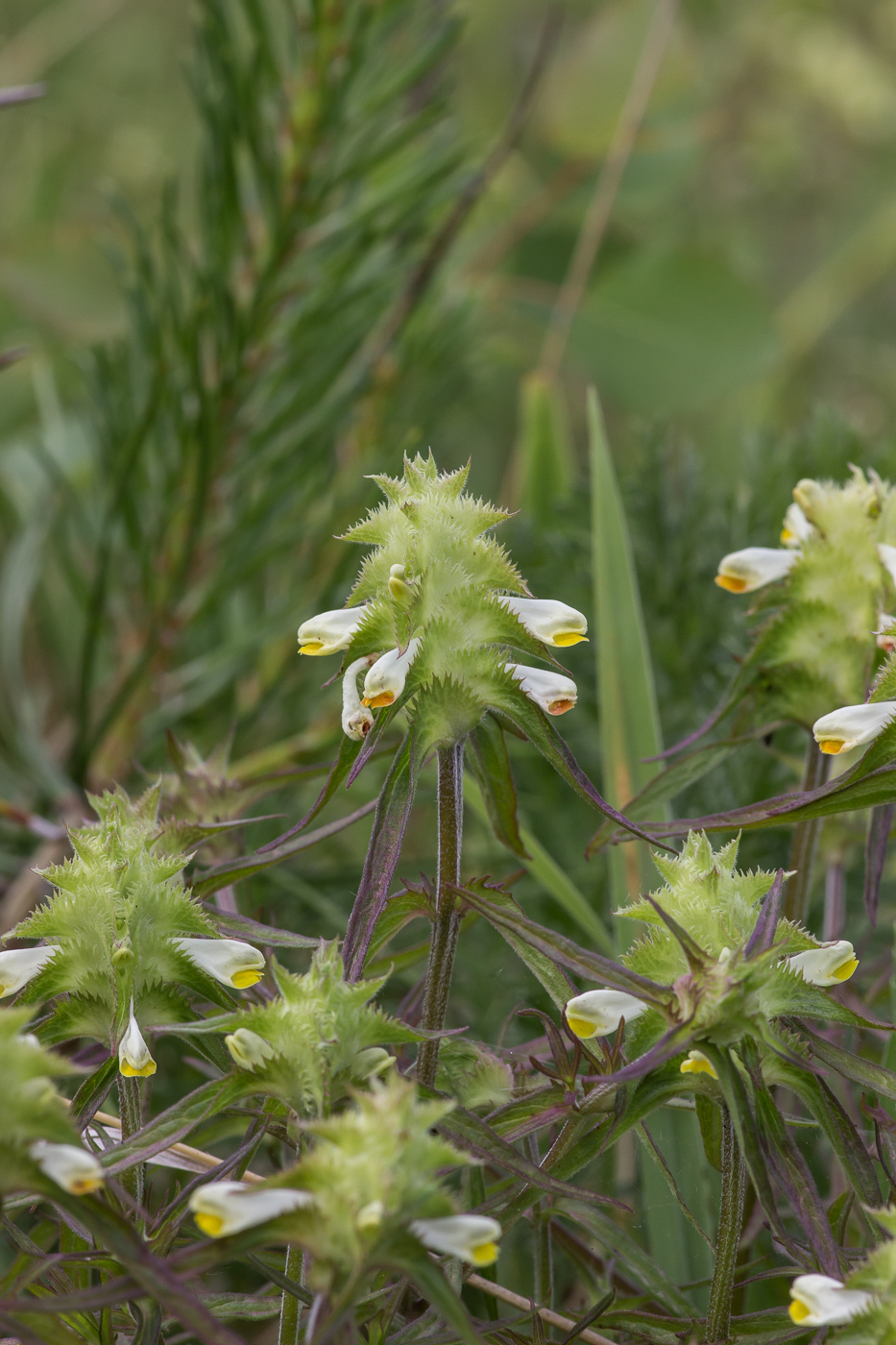 Изображение особи Melampyrum cristatum.