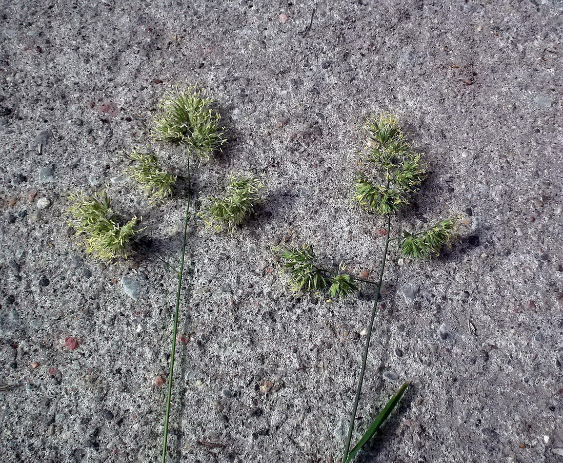 Изображение особи Dactylis glomerata.