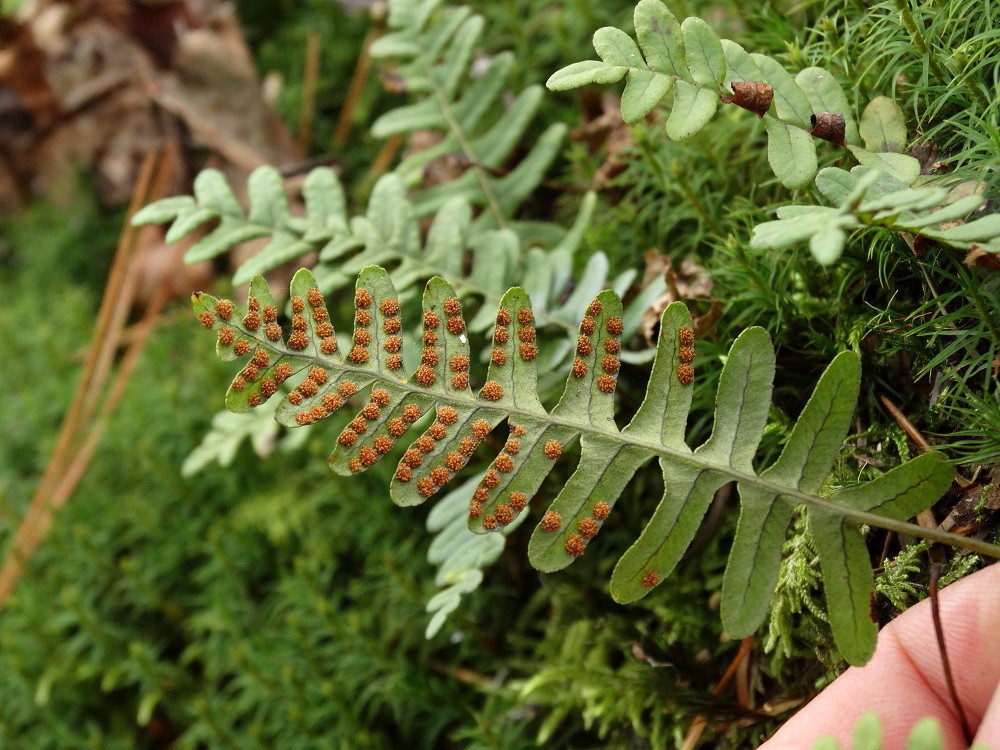 Изображение особи Polypodium sibiricum.