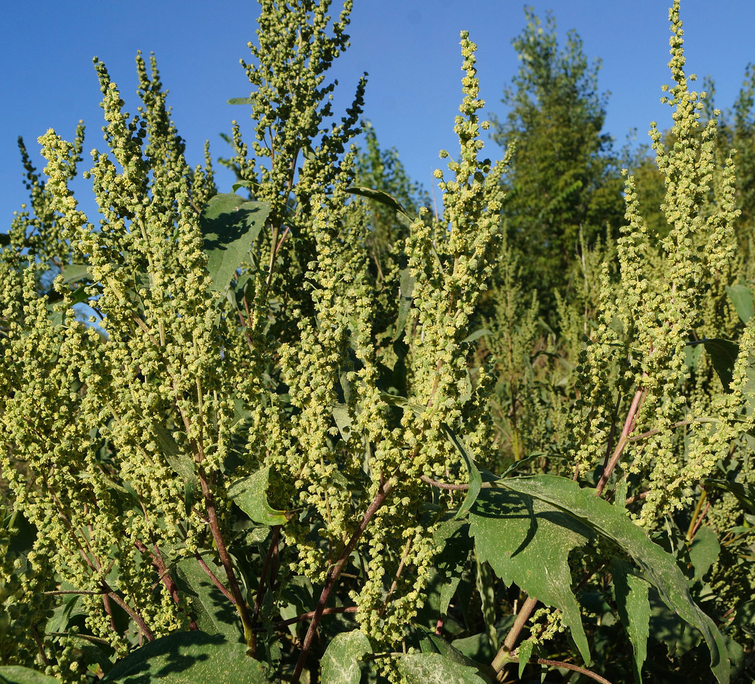 Image of Cyclachaena xanthiifolia specimen.