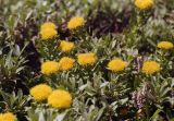 род Rhodiola. Верхушки цветущих растений среди плодоносящей Salix. Республика Алтай; долина Семи Озёр, исток р. Аккем, субальпийский пояс. Начало июля 2002 г.