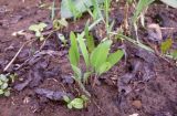 Polygonatum odoratum