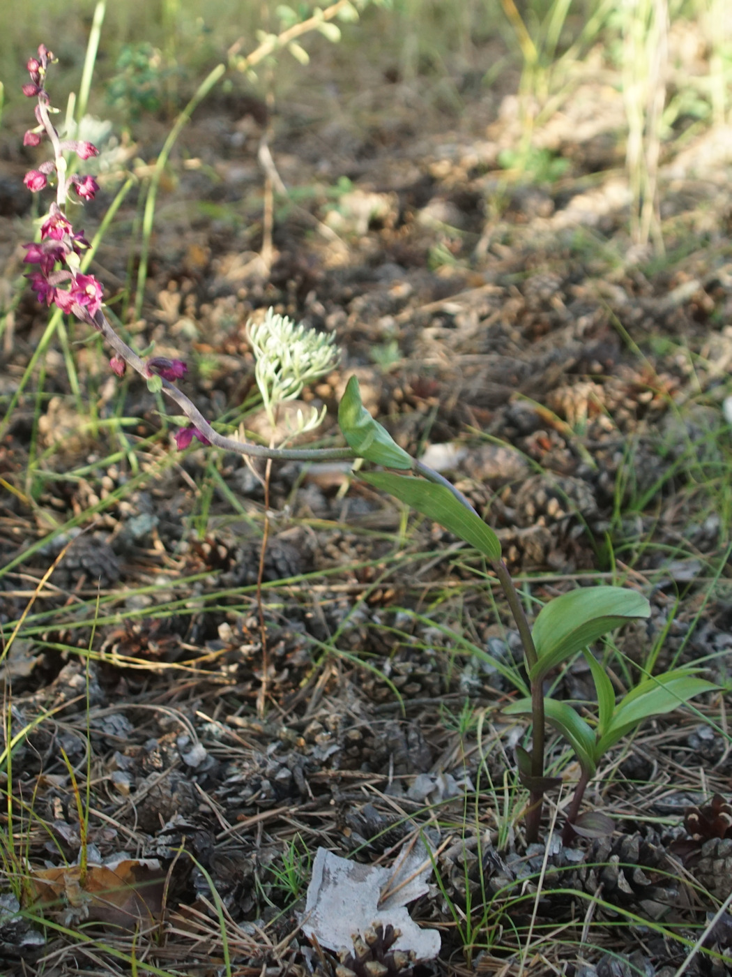 Изображение особи Epipactis atrorubens.