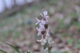 Corydalis marschalliana. Соцветие. Азербайджан, окр. г. Куба (Губа), лесопарк. 6 апреля 2017 г.