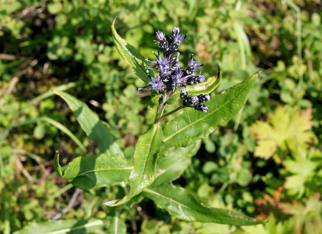 Изображение особи Saussurea parviflora.