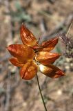 Carex physodes. Соплодие. Казахстан, Алматинская обл. возле вдхр. Капчагай. 10.05.2010.