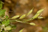 Aubrieta deltoidea. Соплодия. Греция, о-в Крит, ном Ханья (Νομός Χανίων), дим Платаньяс (Δήμος Πλατανιά), горный массив Лефка Ори (Λευκά Όρη), урочище Ксилоскало (Ξυλόσκαλο), ≈ 1100 м н.у.м, в расщелине скалы. 28 июня 2017 г.