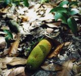 Artocarpus heterophyllus