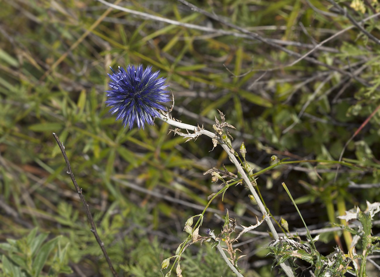 Изображение особи Echinops ruthenicus.