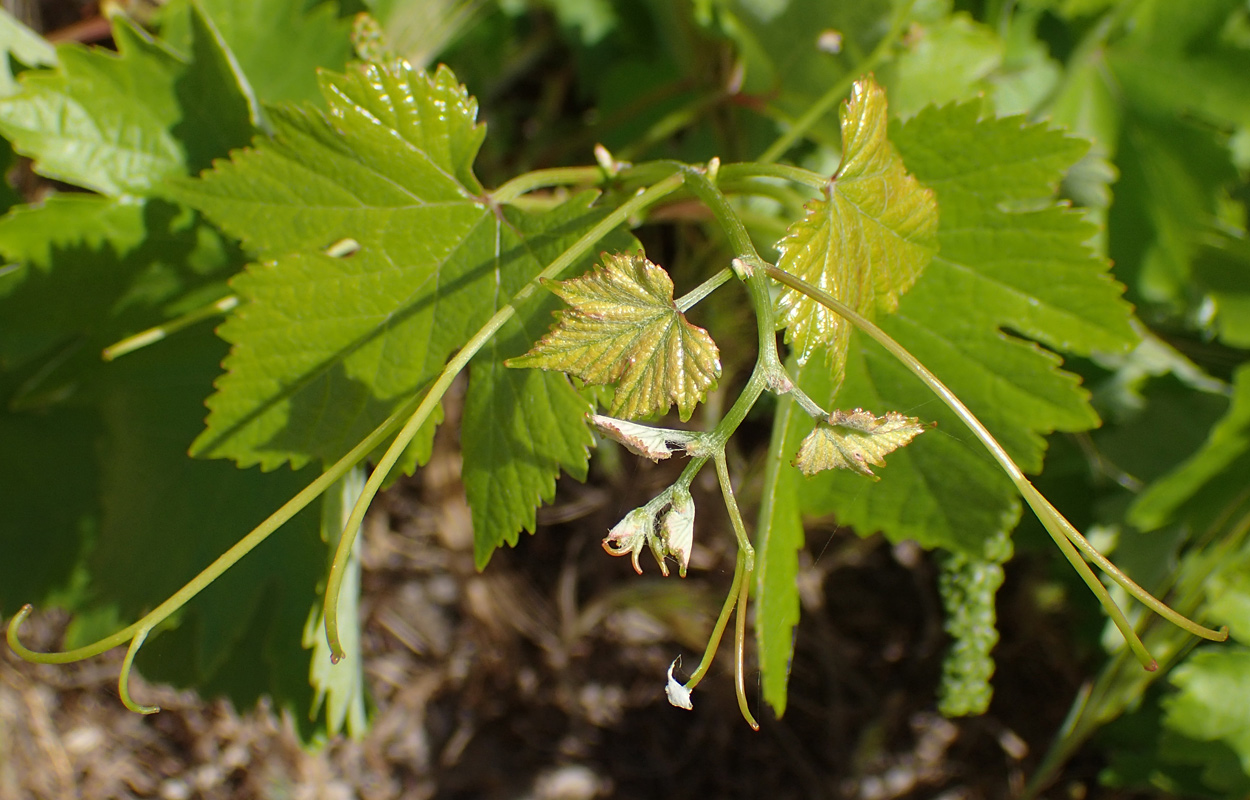 Изображение особи Vitis vinifera.