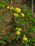 Hieracium umbellatum. Верхушка побега с соцветиями. Московская обл., Шатурский р-н, долина р. Поля, опушка сосняка. 18.08.2018.