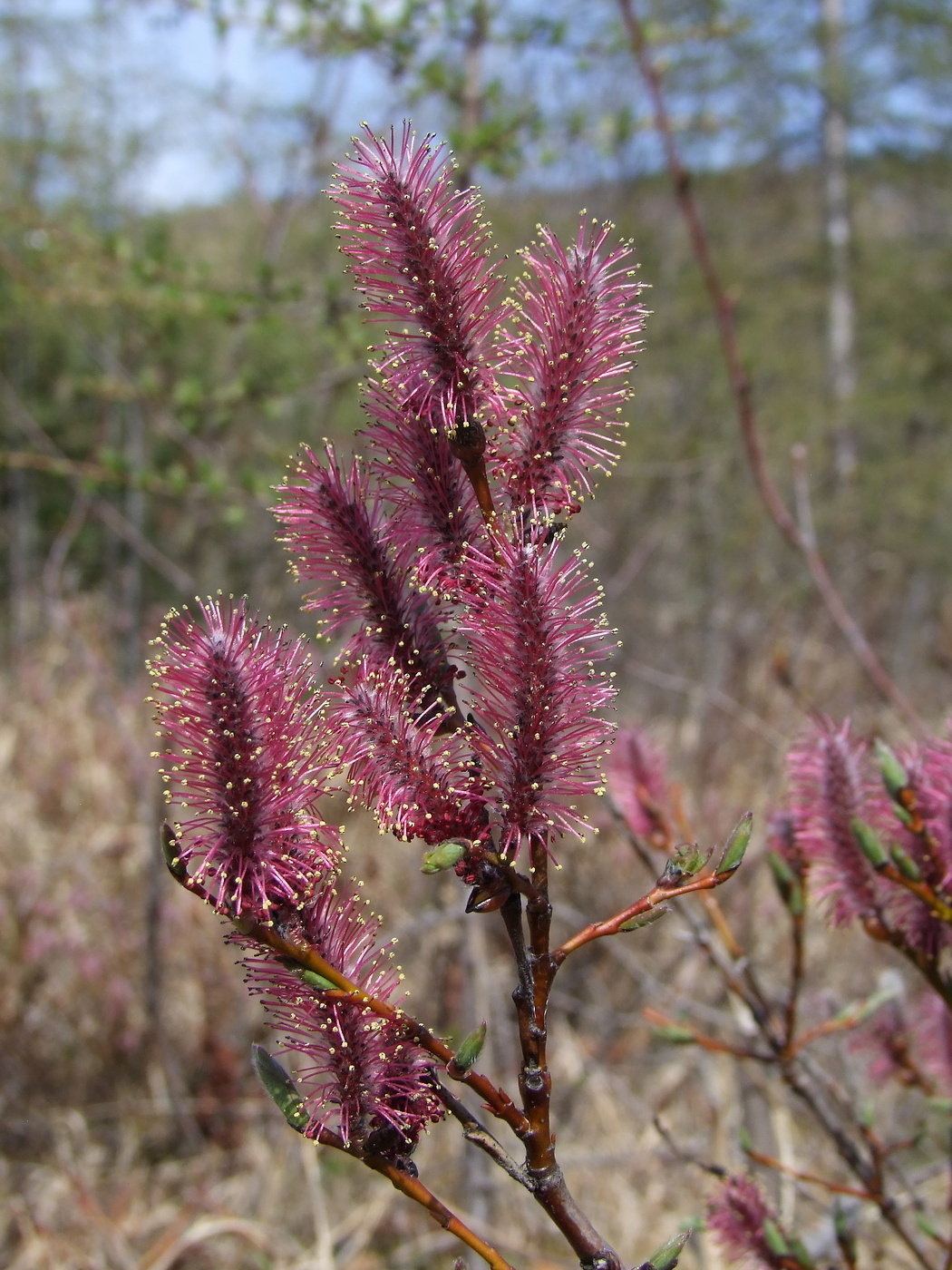 Изображение особи Salix saxatilis.