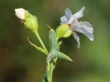 Linum humile. Верхушка цветущего растения (форма 'Белый лён'). Ростовская обл., Неклиновский р-н, Фёдоровское с/п. 19.06.2019.