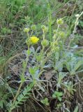 Potentilla pimpinelloides