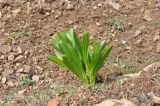 Colchicum speciosum. Вегетирующие растения. Турция, ил Артвин, окр. монастыря Парехи, небольшая скальная полка на краю скального обрыва. 25.04.2019.