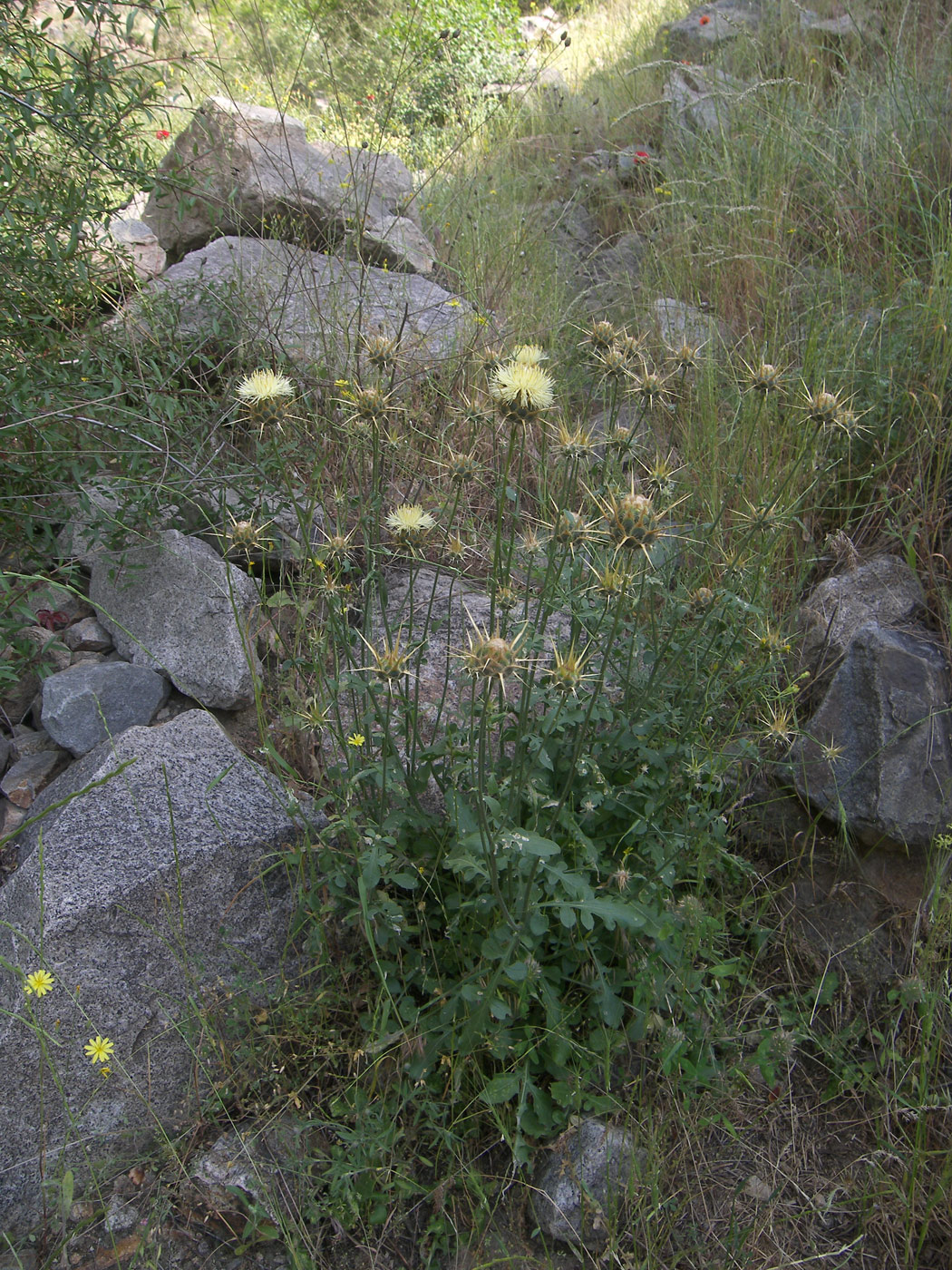 Изображение особи Centaurea sosnovskyi.